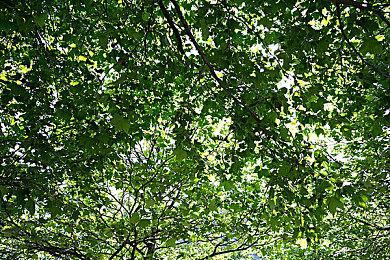 NS唱歌软件《卡拉OK JOYSOUND》 红白歌会曲目限时欢唱